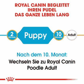 Caniche Puppy