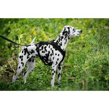 Hundegeschirr Vary, schwarz