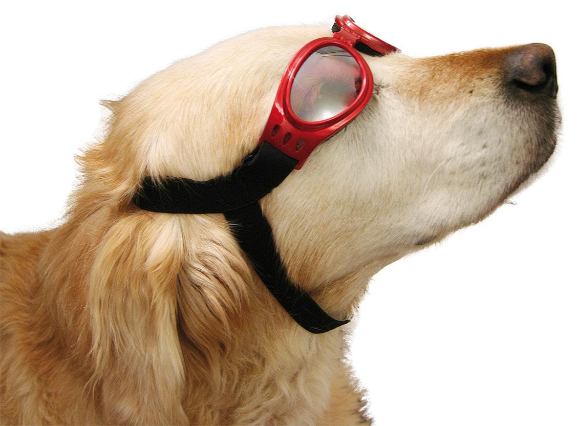 Lunettes de cabriolet et de neige pour chiens