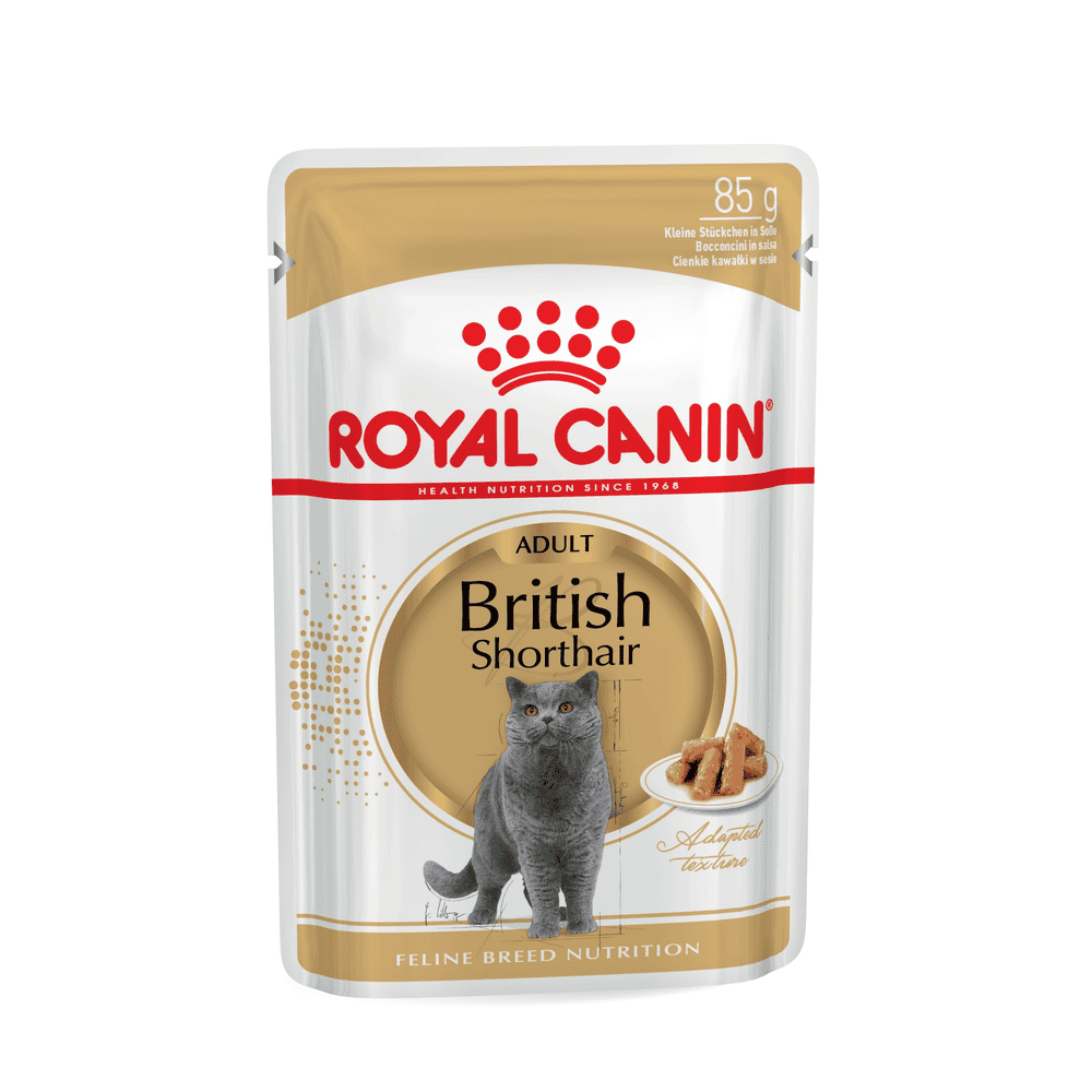 British Shorthair in Sauce