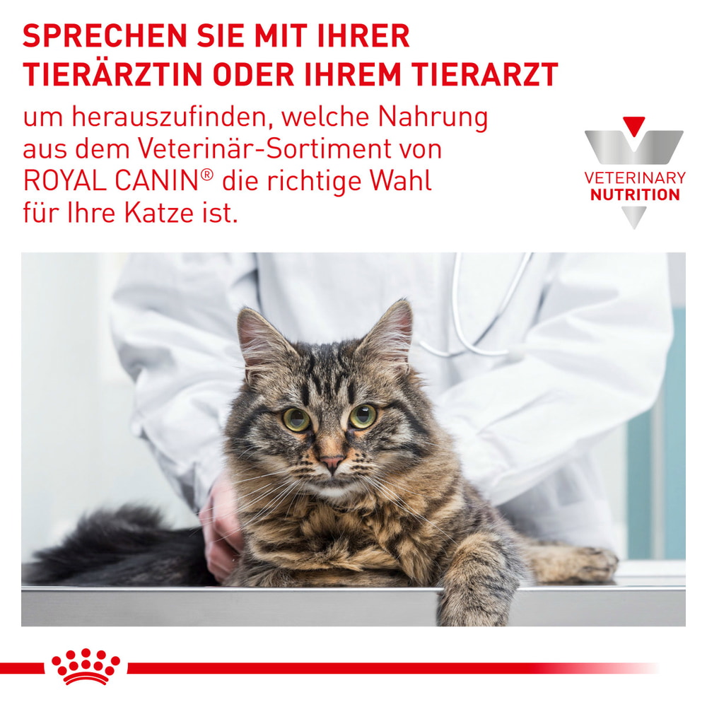 Renal Special Cat