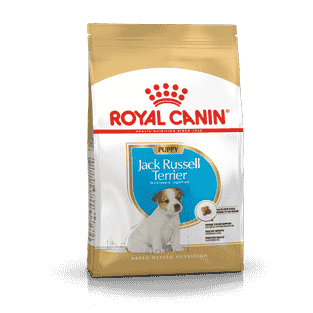 Jack Russel Terrier Puppy