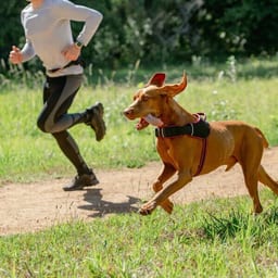 AirTech Sport harnais pour chien rose
