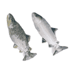 Jittering Fish