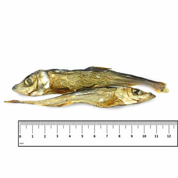 Dog herrings