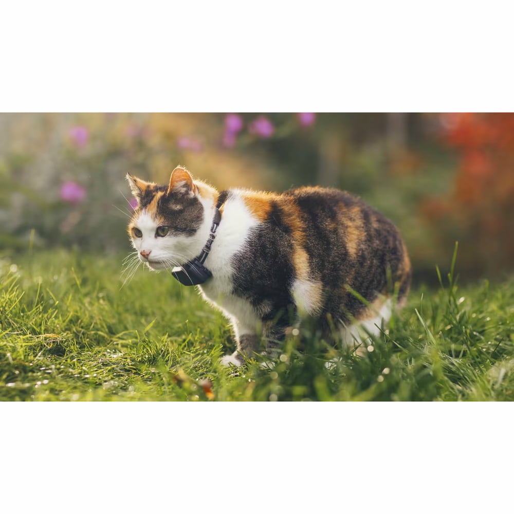 GPS Tracker für Katzen