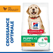 Puppy Large Breed