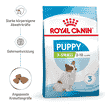 X-Small Puppy