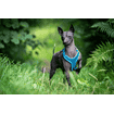 Harnais Vary, turquoise