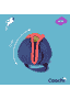 Jouets pour chiens Chase & Treat