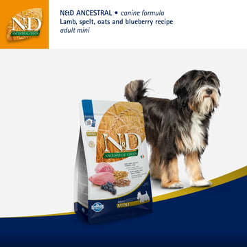 Canine  Adult Mini Lamm Heidelbeere