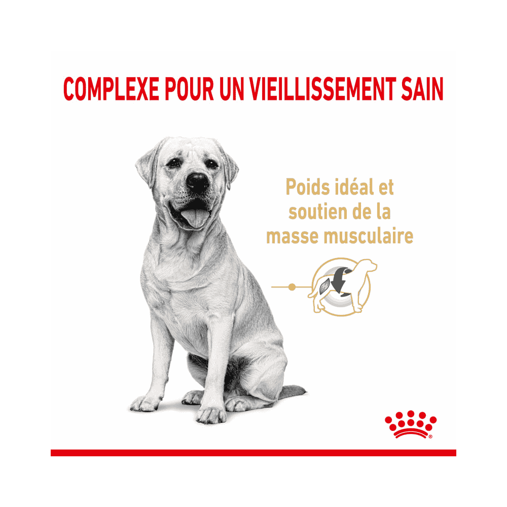 Labrador Retriever 5+