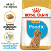 Pudel Puppy