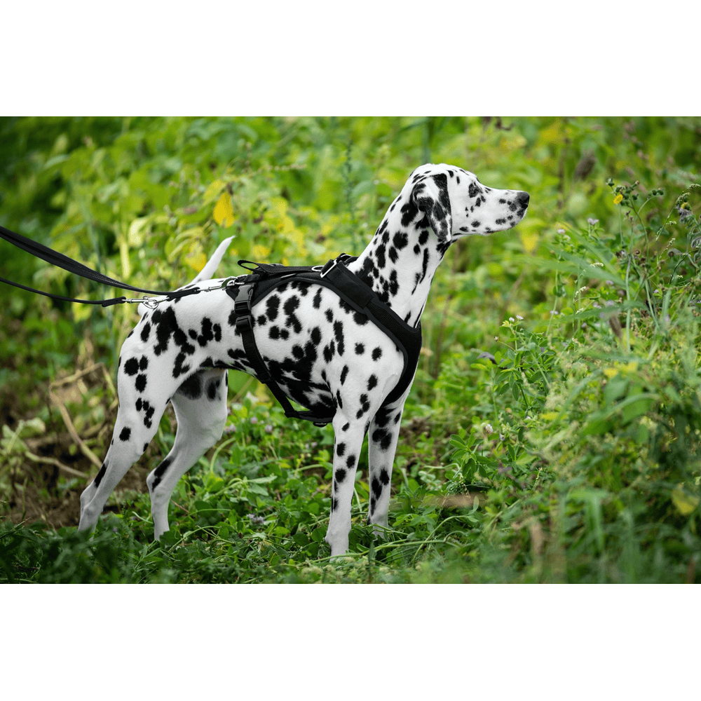 Hundegeschirr Vary, schwarz