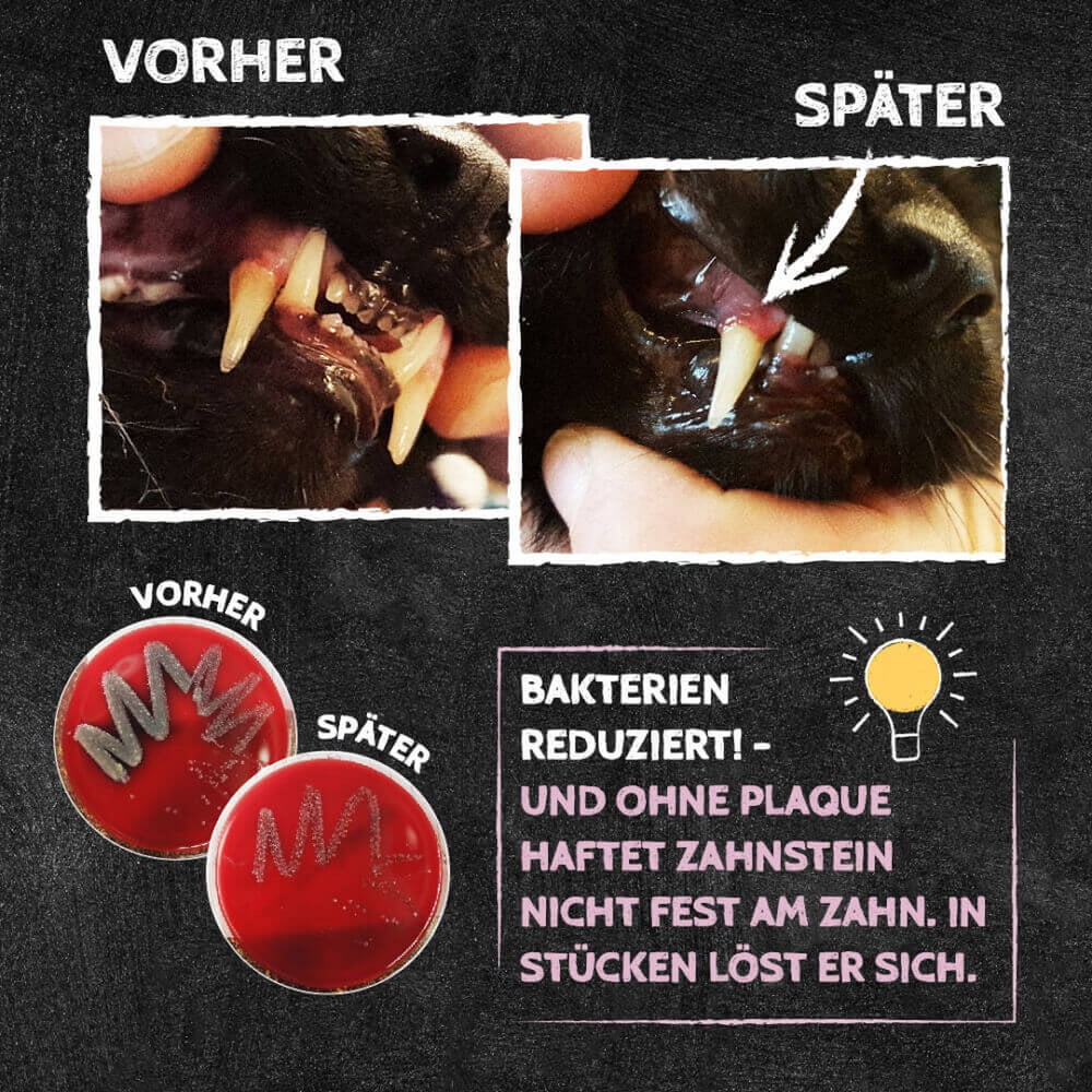 Zahnputzkohle Katze