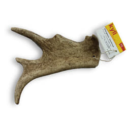 Bois de cerf daims