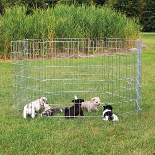 Freilaufgehege für kleine Hunde/Welpen