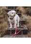 Firenze Vitello Hundeleine aus Leder in pink