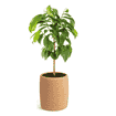 Urne d'arbre