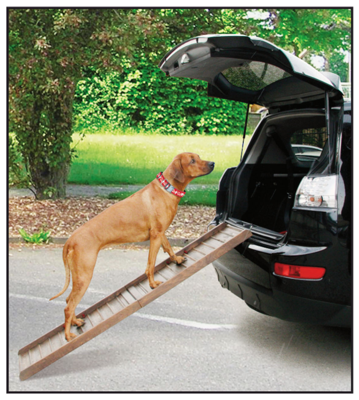 Auto Hunderampe Boarding