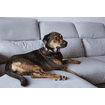 Zenidog Halsband