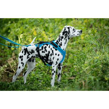 Hundegeschirr Vary, türkis