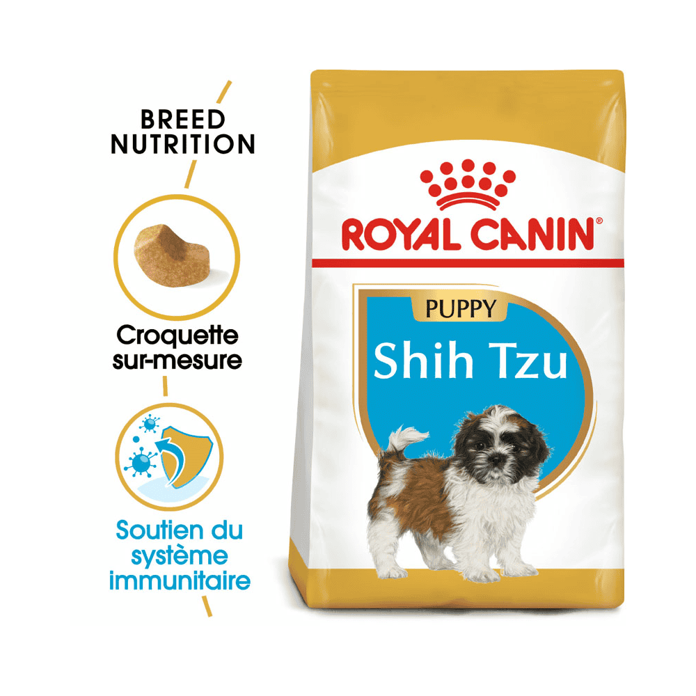 Shih Tzu Puppy