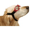 Lunettes de cabriolet et de neige pour chiens