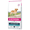 Labrador Retriever Adult