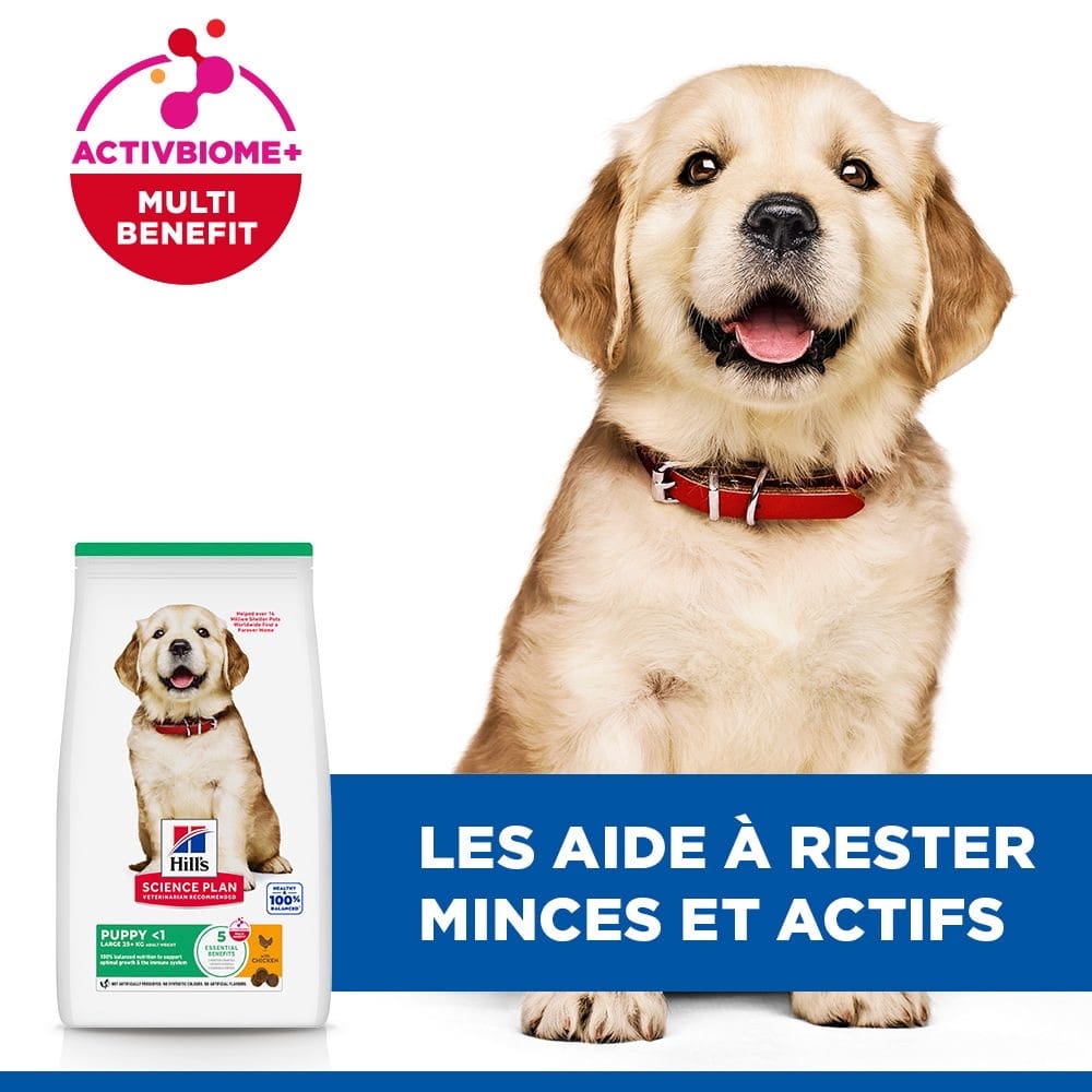 Puppy Large Breed