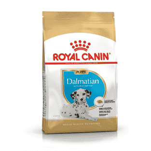 Dalmatiner Puppy