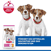 Puppy Small & Mini Breed