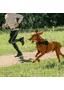 AirTech Sport harnais pour chien rose