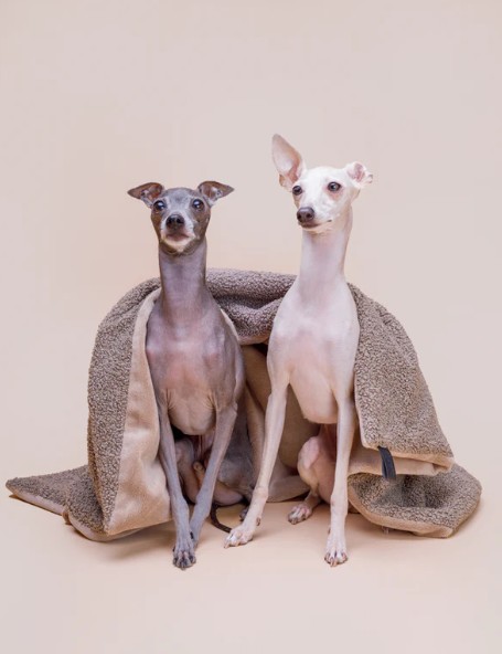 Couverture pour animaux Calm Eco Bouclé