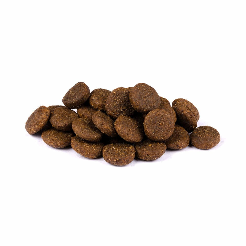 Puppy Large Breed - Lachs & Truthahn