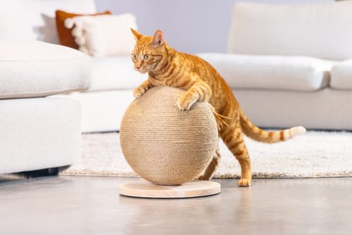 Kratzball Balty