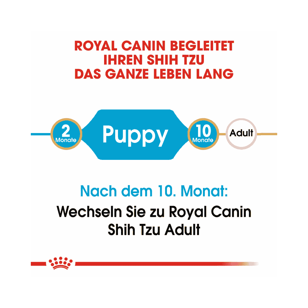 Shih Tzu Puppy