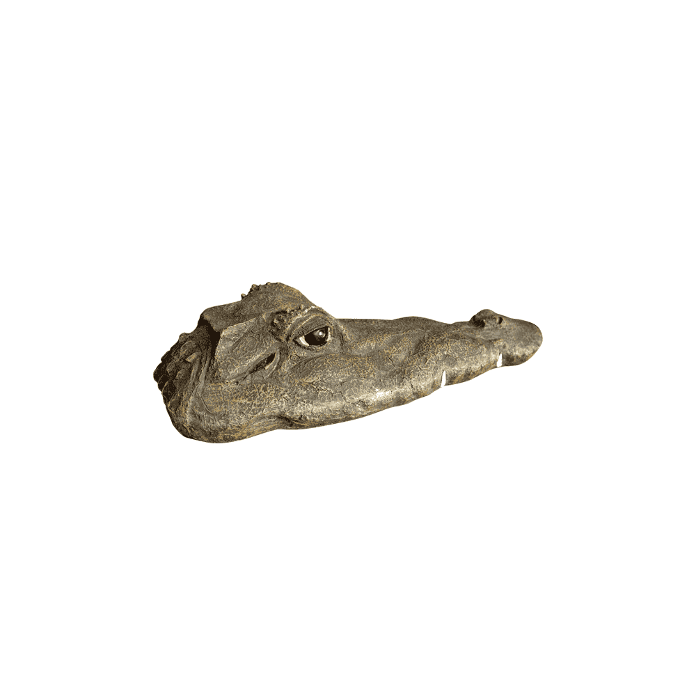 Tête de crocodile flottante