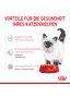 Kitten in Gelée - Frischebeutel