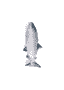 Jittering Fish