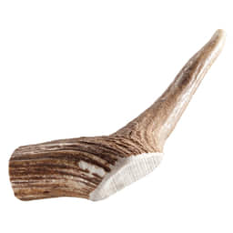 Ramure de cerf rouge