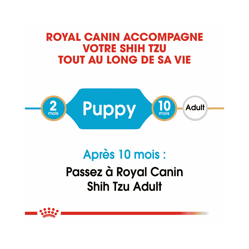 Shih Tzu Puppy