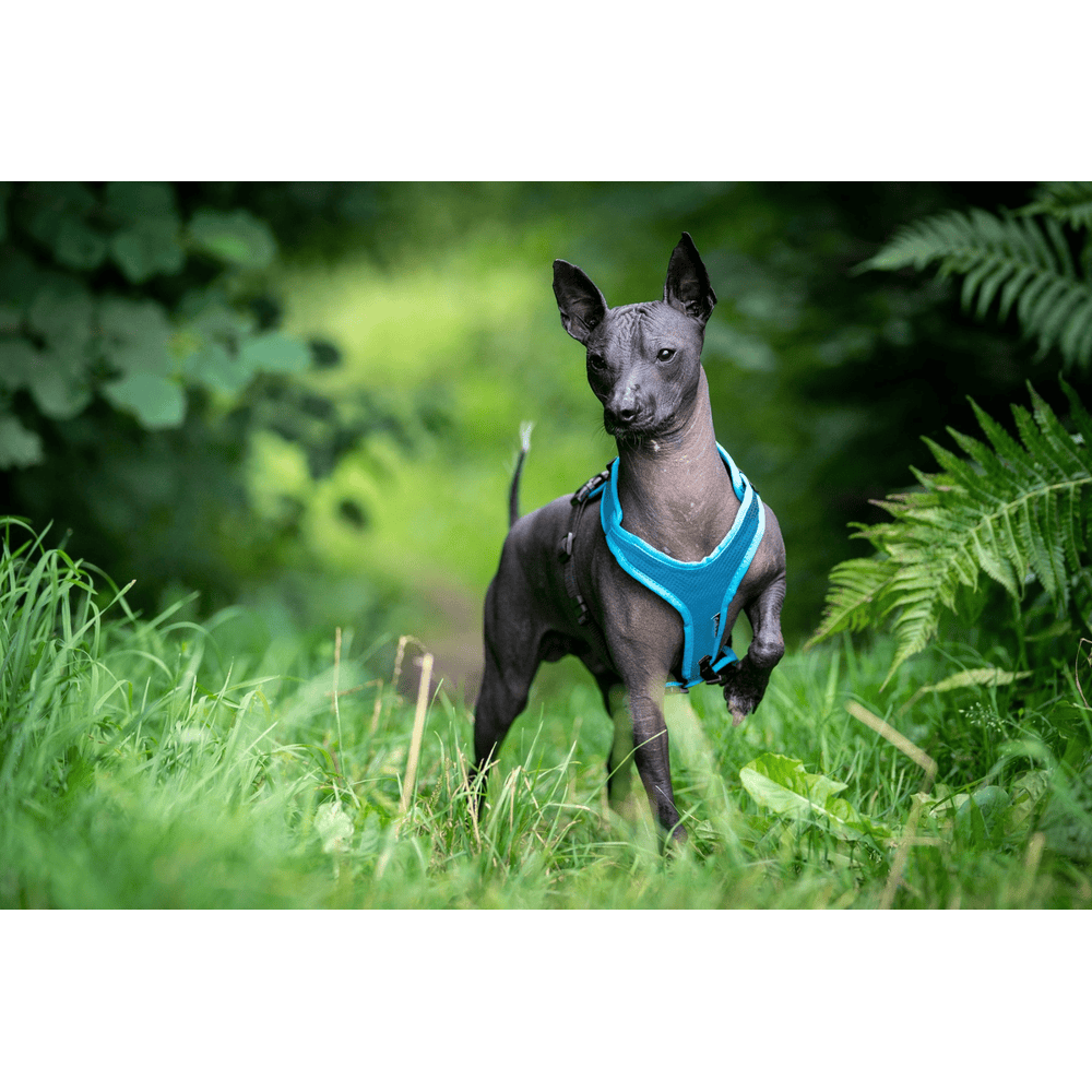 Hundegeschirr Vary, türkis
