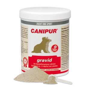 gravid