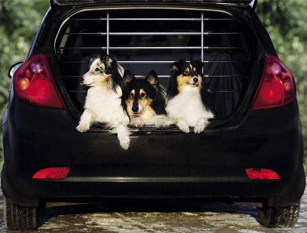 Grille de protection pour voiture
