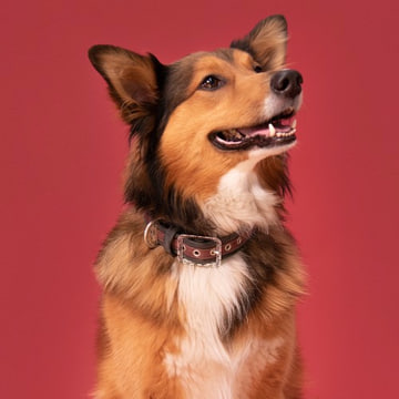 London Similpelle Halsband für Hunde in bordeaux