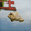 Tête de crocodile flottante