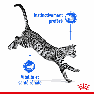 Indoor Cat 7+ en sachet