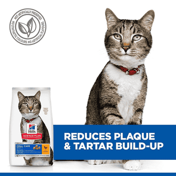 Feline Oral Care