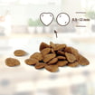 Adult Kaninchen pur
